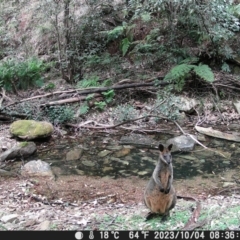 Wallabia bicolor (Swamp Wallaby) at Currowan, NSW - 4 Oct 2023 by UserCqoIFqhZ