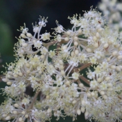 Pomaderris discolor (Eastern Pomaderris) at Currowan State Forest - 29 Aug 2023 by UserCqoIFqhZ