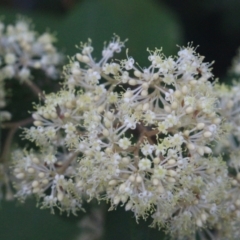 Pomaderris discolor at Currowan State Forest - 29 Aug 2023