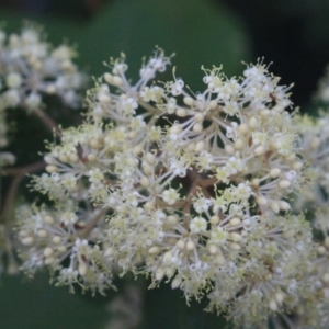 Pomaderris discolor at Currowan State Forest - 29 Aug 2023 04:09 PM