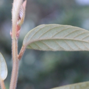 Pomaderris discolor at Currowan State Forest - 29 Aug 2023