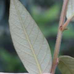 Pomaderris discolor at Currowan State Forest - 29 Aug 2023