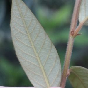 Pomaderris discolor at Currowan State Forest - 29 Aug 2023