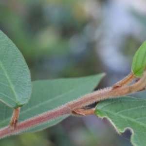 Pomaderris discolor at Currowan State Forest - 29 Aug 2023