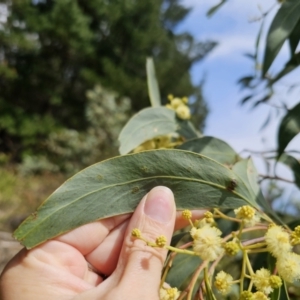 Acacia falciformis at QPRC LGA - 20 Nov 2023