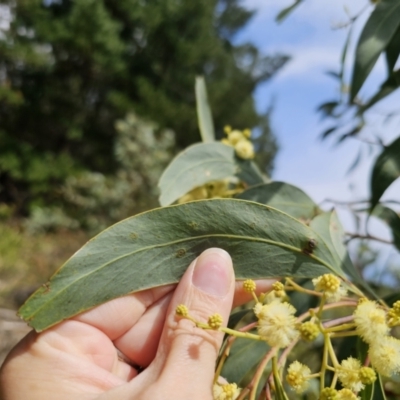 Acacia falciformis (Broad-leaved Hickory) at Tallaganda State Forest - 20 Nov 2023 by Csteele4