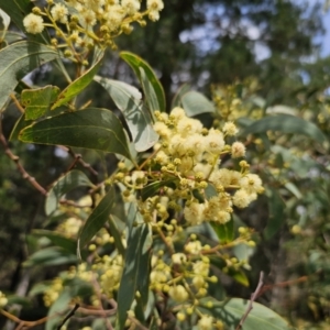 Acacia falciformis at QPRC LGA - 20 Nov 2023