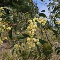 Acacia falciformis at QPRC LGA - 20 Nov 2023
