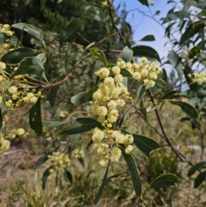 Acacia falciformis at QPRC LGA - 20 Nov 2023