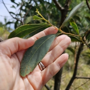 Acacia falciformis at QPRC LGA - 20 Nov 2023