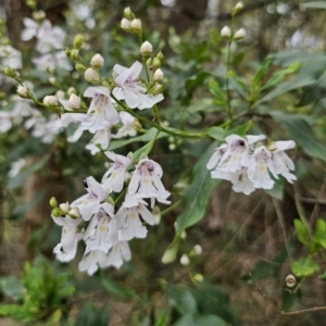 Prostanthera lasianthos at QPRC LGA - 20 Nov 2023