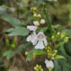 Prostanthera lasianthos at QPRC LGA - 20 Nov 2023