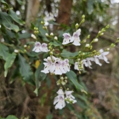 Prostanthera lasianthos at QPRC LGA - 20 Nov 2023