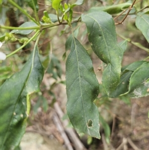 Prostanthera lasianthos at QPRC LGA - 20 Nov 2023