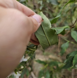 Prostanthera lasianthos at QPRC LGA - 20 Nov 2023