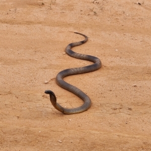 Pseudonaja aspidorhyncha at Mungo, NSW - 20 Nov 2023