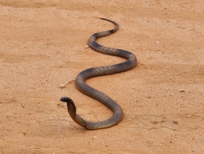 Pseudonaja aspidorhyncha (Strap-snouted brown snake) at Mungo, NSW - 20 Nov 2023 by Clem