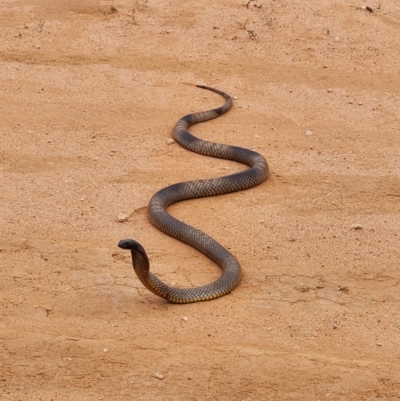 Pseudonaja aspidorhyncha (Strap-snouted brown snake) at Mungo, NSW - 20 Nov 2023 by Clem