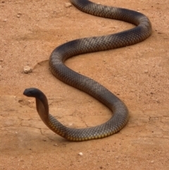 Pseudonaja aspidorhyncha at Mungo, NSW - 20 Nov 2023