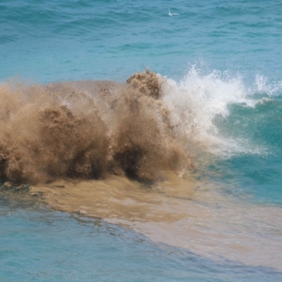 Unidentified Marine Alga & Seaweed at Point Lookout, QLD - 14 Nov 2023 by TimL