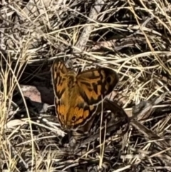 Heteronympha merope (Common Brown Butterfly) at Hackett, ACT - 19 Nov 2023 by Louisab