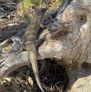 Egernia cunninghami at Hackett, ACT - 19 Nov 2023 08:41 AM