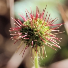 Acaena novae-zelandiae (Bidgee Widgee) at Felltimber Creek NCR - 18 Nov 2023 by KylieWaldon