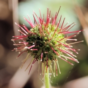 Acaena novae-zelandiae at Wodonga - 19 Nov 2023