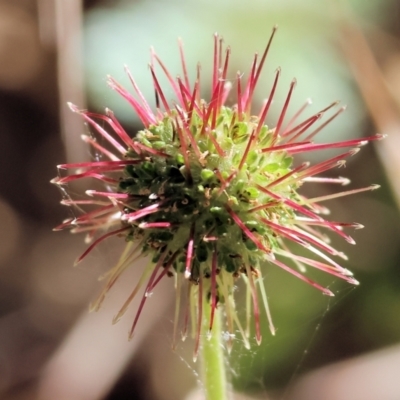 Acaena novae-zelandiae (Bidgee Widgee) at Felltimber Creek NCR - 18 Nov 2023 by KylieWaldon