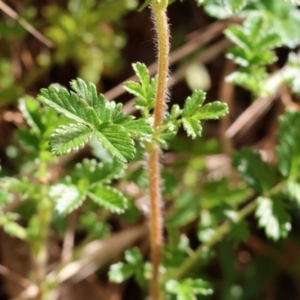 Acaena novae-zelandiae at Wodonga - 19 Nov 2023 07:22 AM