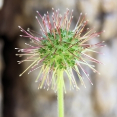 Acaena novae-zelandiae at Wodonga - 19 Nov 2023