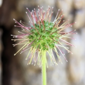 Acaena novae-zelandiae at Wodonga - 19 Nov 2023