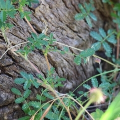 Acaena novae-zelandiae at Wodonga - 19 Nov 2023 07:22 AM