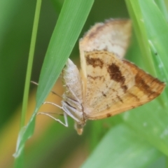 Unidentified Moth (Lepidoptera) at Wodonga - 18 Nov 2023 by KylieWaldon