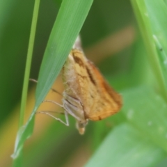 Chrysolarentia correlata at Wodonga - 19 Nov 2023 07:24 AM