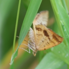 Chrysolarentia correlata at Wodonga - 19 Nov 2023 07:24 AM
