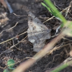 Taxeotis intextata (Looper Moth, Grey Taxeotis) at Wodonga - 19 Nov 2023 by KylieWaldon