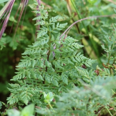 Cheilanthes austrotenuifolia (Rock Fern) at Wodonga - 19 Nov 2023 by KylieWaldon