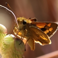 Ocybadistes walkeri (Green Grass-dart) at Felltimber Creek NCR - 18 Nov 2023 by KylieWaldon