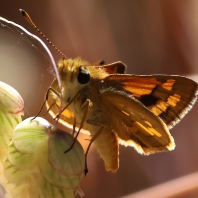 Ocybadistes walkeri (Green Grass-dart) at Felltimber Creek NCR - 18 Nov 2023 by KylieWaldon