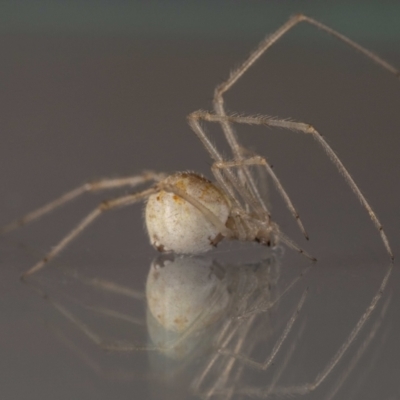 Cryptachaea gigantipes (White porch spider) at Jerrabomberra, NSW - 19 Nov 2023 by MarkT