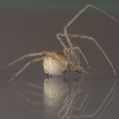Cryptachaea gigantipes (White porch spider) at QPRC LGA - 19 Nov 2023 by MarkT