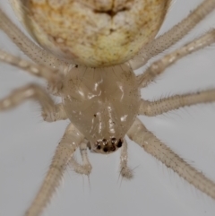 Cryptachaea gigantipes at QPRC LGA - 19 Nov 2023