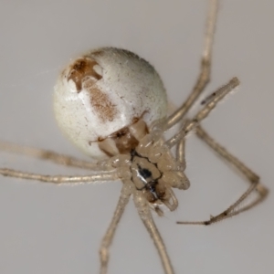 Cryptachaea gigantipes at QPRC LGA - 19 Nov 2023