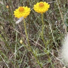 Xerochrysum viscosum (Sticky Everlasting) at Aranda, ACT - 20 Nov 2023 by lbradley