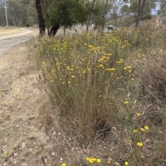 Xerochrysum viscosum at Aranda Bushland - 20 Nov 2023