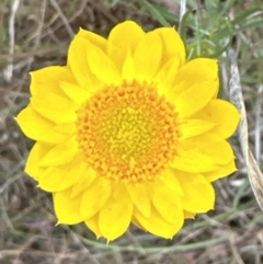 Xerochrysum viscosum at Aranda, ACT - 20 Nov 2023