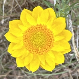 Xerochrysum viscosum at Aranda, ACT - 20 Nov 2023 04:27 PM