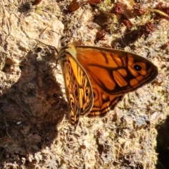 Unidentified Nymph (Nymphalidae) at Felltimber Creek NCR - 18 Nov 2023 by KylieWaldon