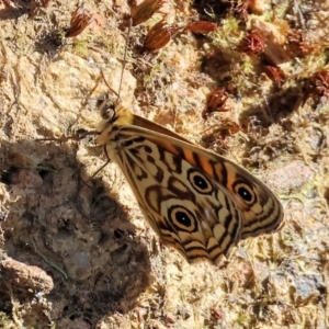 Geitoneura acantha at Felltimber Creek NCR - 19 Nov 2023 07:48 AM